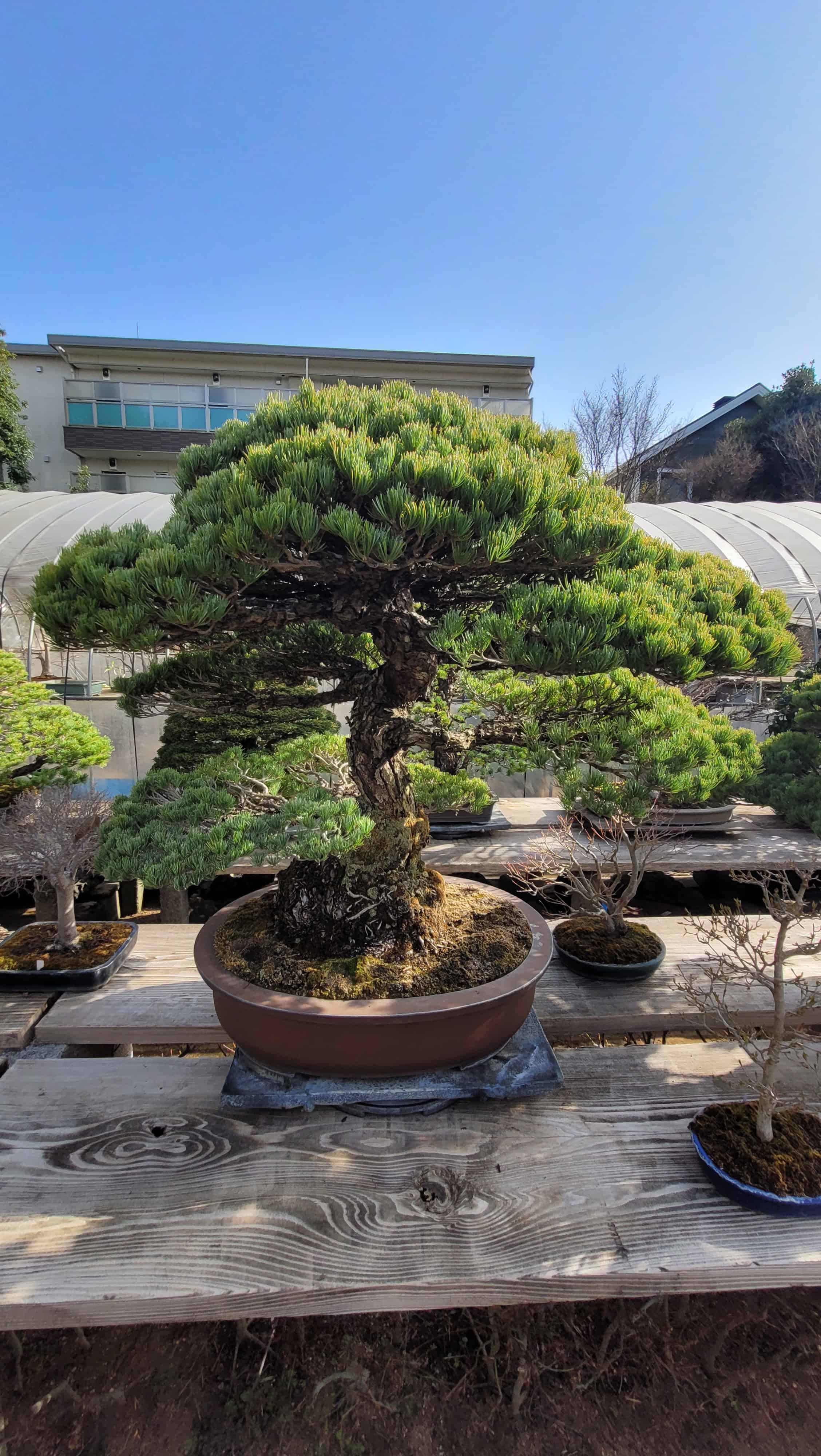 A pine bonsai tree from omiya in Japan